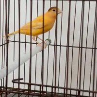 قناری های کشیده نرو ماده|پرنده|ابهر, |دیوار