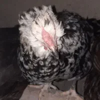 تخم نطفه دار گلین لری