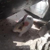 خرگوش ماده سالم سرحال|موش و خرگوش|تربت جام, مطهری|دیوار