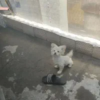 توله سگ پامر روباهی واکسن خورده