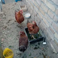 جوجه مرغ طاقچه سالم، فروشی مرغ وخروس|پرنده|مشهد, نوید|دیوار