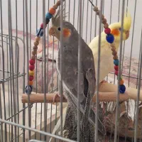 جفت عروس هلندی