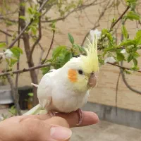 عروس هلندی و مرغ عشق