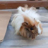 خوکچه هندی|موش و خرگوش|آستارا, |دیوار