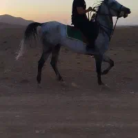 نریان چهار ساله سواری دار