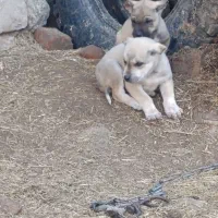 واگزاری نرو ماده