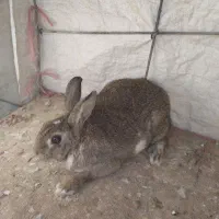 خرگوش ماده|موش و خرگوش|لردگان, |دیوار