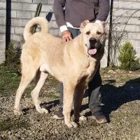 واگذاری سگ پژدر