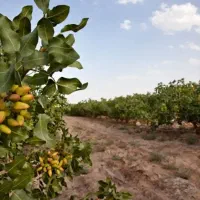 نیازمند کارگر اتباع جهت کار کشاورزی