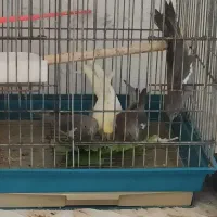 عروس هلندی|پرنده|بجنورد, |دیوار