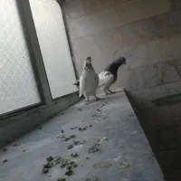 کبوتر گم شده