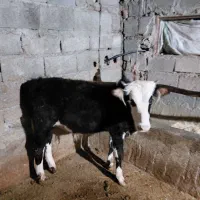 گوساله محلی نر|حیوانات مزرعه|شیرگاه, |دیوار