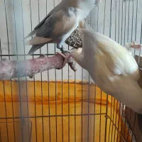 طوطی کوتوله برزیلی جفت رو تخم|پرنده|نجف‌آباد, یزدانشهر|دیوار