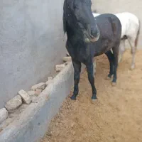 اسب کرد|اسب و تجهیزات اسب‌سواری|قم, سید معصوم|دیوار