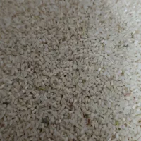 نیم دانه