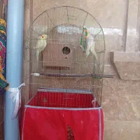 یک جفت عروس هلندی