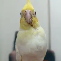 یک جفت عروس هلندی مولد و 2تا جوجه|پرنده|رباطکریم, رباطکریم|دیوار