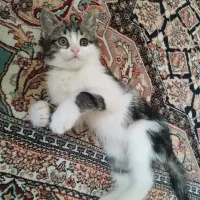 گربه