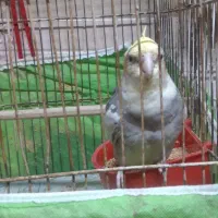 عروس هلندی سخنگو