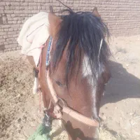 اسب