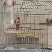 سهره چهارگل|پرنده|مسجد سلیمان, |دیوار