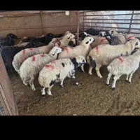 گوسفنده زنده مالدار چاق باهر چقدر توان مالی