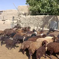 فروش میش بره دار جوان|حیوانات مزرعه|کمیجان, |دیوار