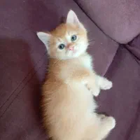 گربه بریتیش گارفیلدی