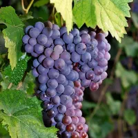 نهالستان ارقام خشکبار و میوههای لیبل دار|خدمات باغبانی و درختکاری|فسا, |دیوار