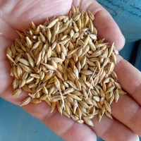 فروش جو خارجی