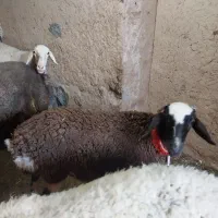 ۵ راس میش .۲راس قوچ .|حیوانات مزرعه|مبارکه, |دیوار