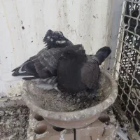 کفتر جوجه به شرط