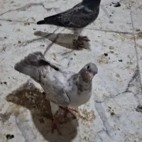 جوجه پلاکی