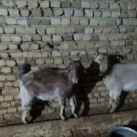 دو عدد بزغاله ماده|حیوانات مزرعه|خاوه, |دیوار