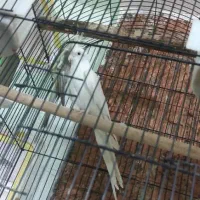 عروس هلندی کوتوله