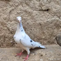 کبوتر|پرنده|کوه چنار, |دیوار