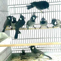 قناری فنج سهره اهوازی  کبوتر  مرغ عشق