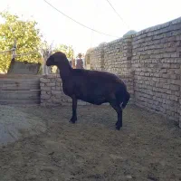 بره قزل افشار و میش قصر جوان