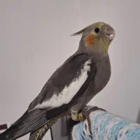 جوجه سرلاکی نرم خور عروس هلندی|پرنده|ساری, |دیوار