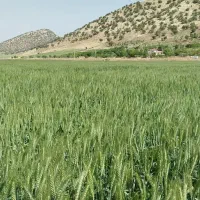 بذر مادری گندم دیم رقم پر از و