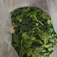 برگ کرفس تفاله گورجه و گل کلم برای دامداری ها|حیوانات مزرعه|مشهد, طبرسی شمالی|دیوار