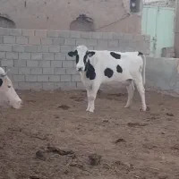 گاو زائده 40کیلو شیر و گاو 25روز مانده به زایمان
