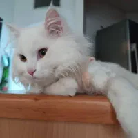 واگذاری گربه پرشین