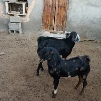 کهره نر|حیوانات مزرعه|میناب, |دیوار