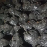 سیبزمینی دامی