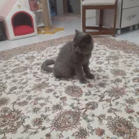 پانسیون خانگی فقط گربه