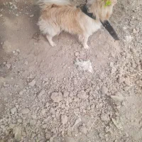 معاوضه باسگ نگهبان باغ
