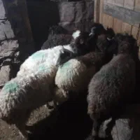 6عدد بره نره خوش خوراک فقط واس نگهداری