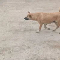 حیوان گرگی|حیوانات|بجنورد, |دیوار