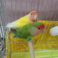 طوطی برزیلی|پرنده|سنندج, |دیوار